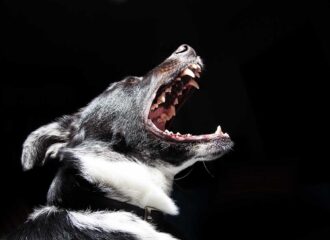 Large canine showing teeth Dog Grooming Windsor