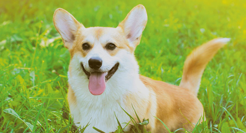 Cute Healthy Dog in Grass