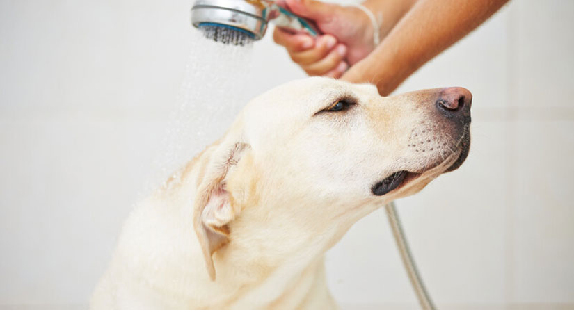 Washing dog in bathtub